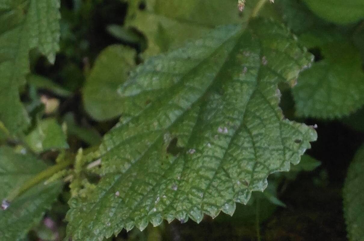 Boehmeria ternifolia — search result for 'Boehmeria'