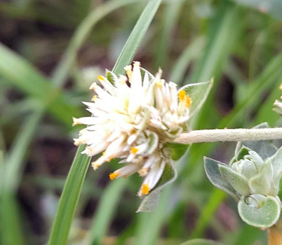 Alternanthera flavescens flower