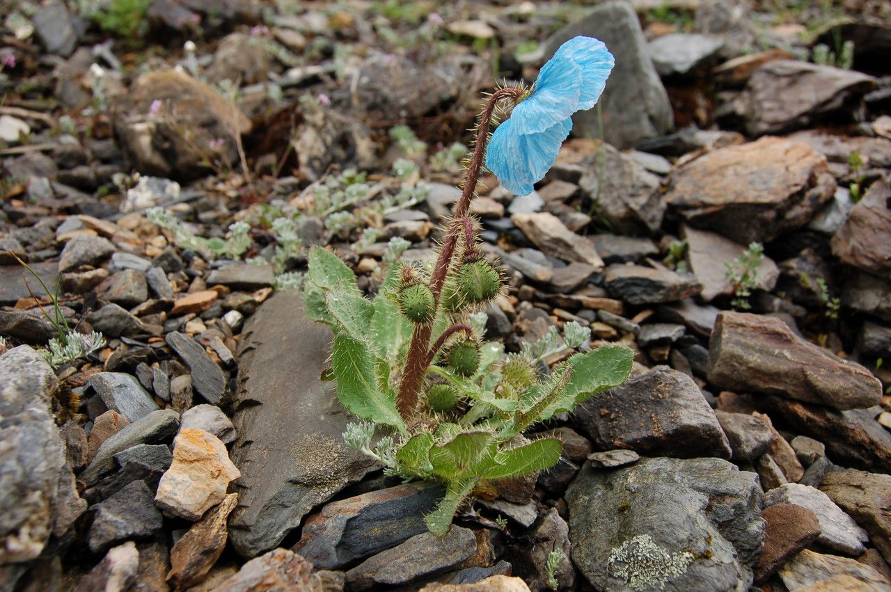 Meconopsis horridula habit