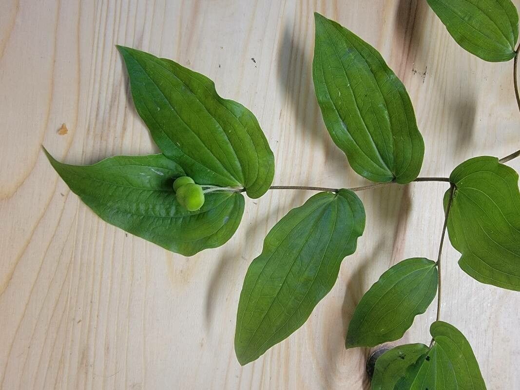 Prosartes hookeri leaf
