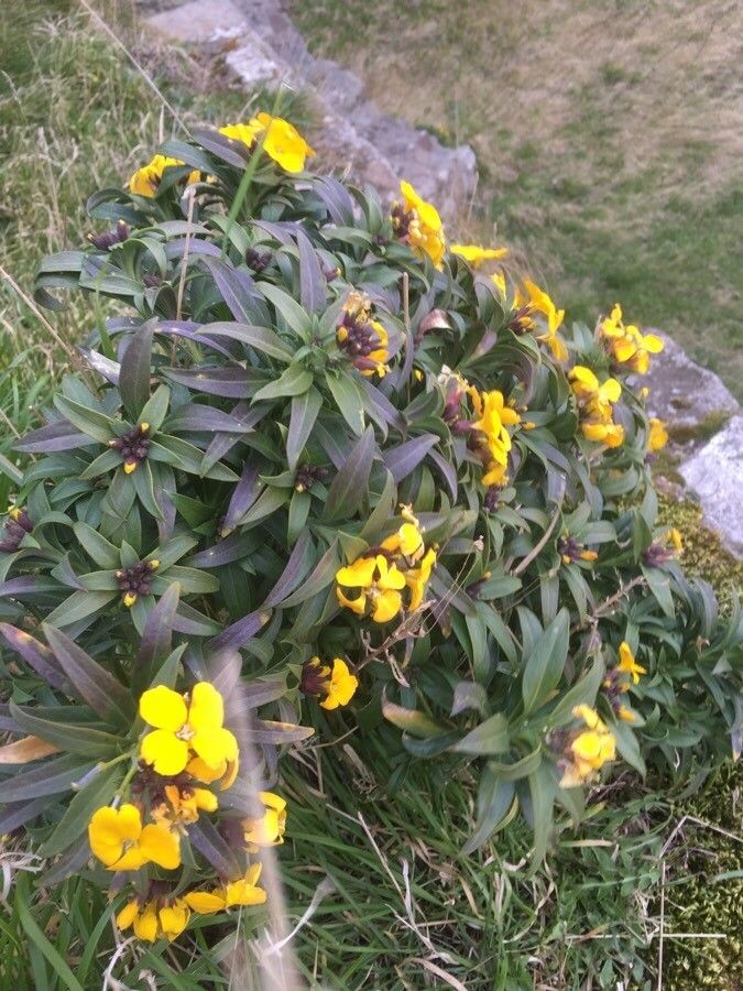Erysimum grandiflorum flower