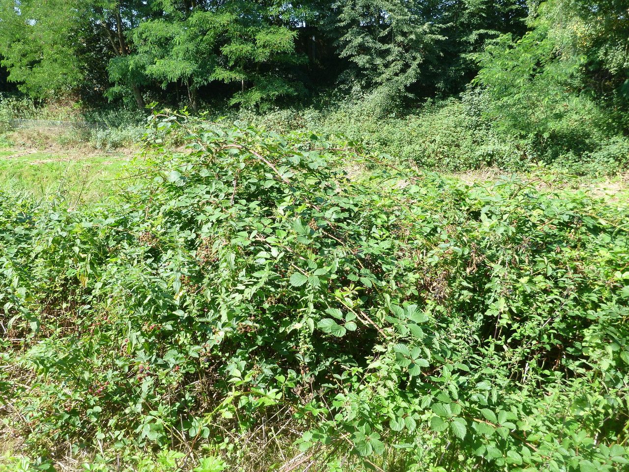 Rubus integribasis habit