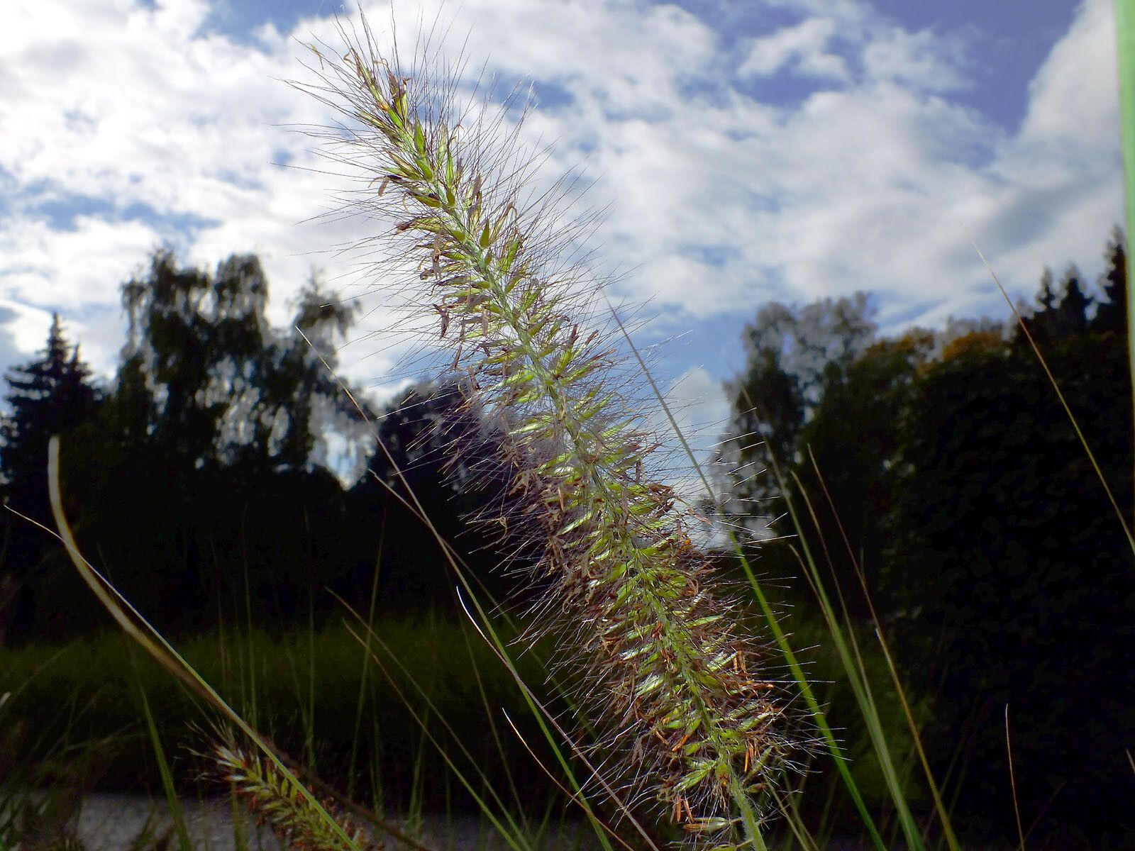 Cenchrus alopecuroides fruit