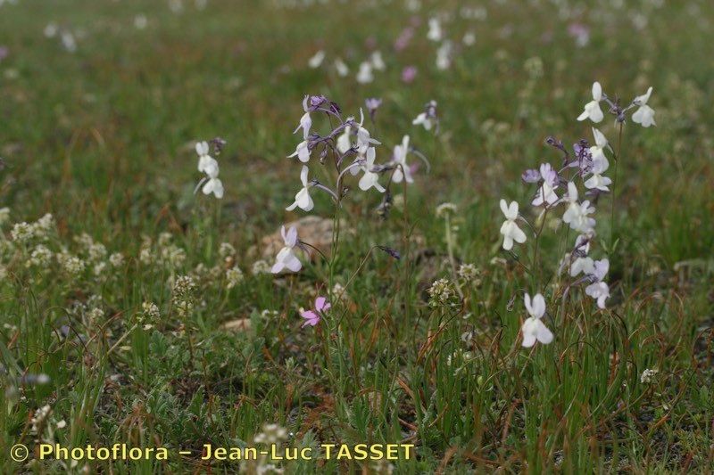 Linaria nigricans habit