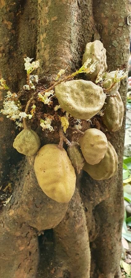 Cynometra cauliflora fruit