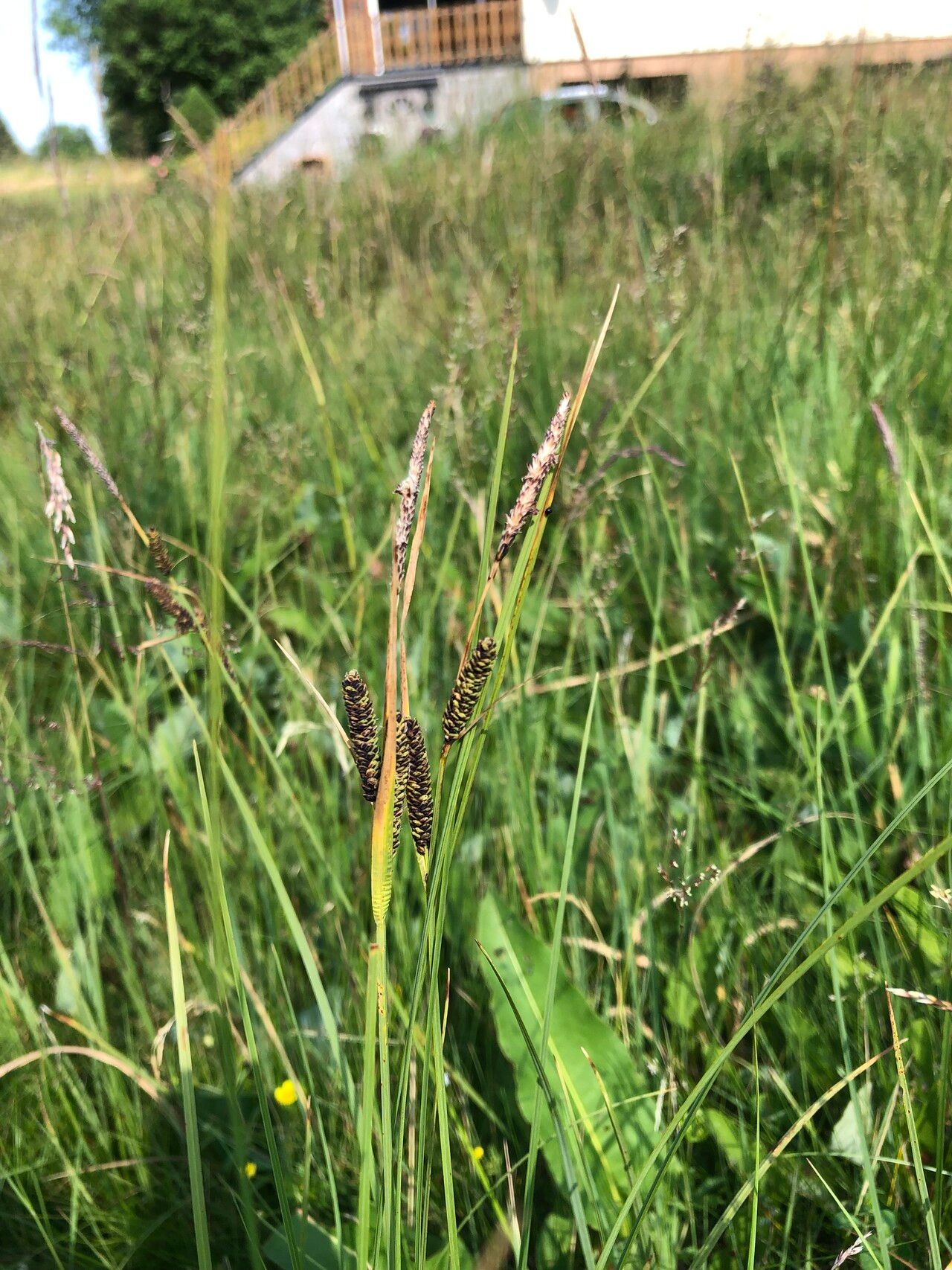 Carex cespitosa flower