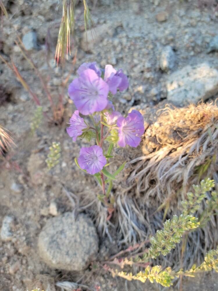 Phacelia linearis flower