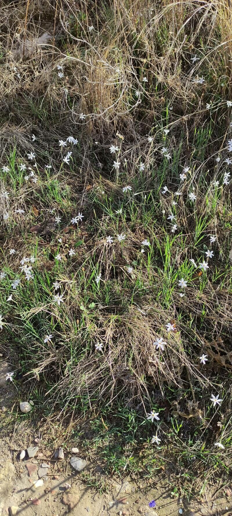 Narcissus serotinus habit
