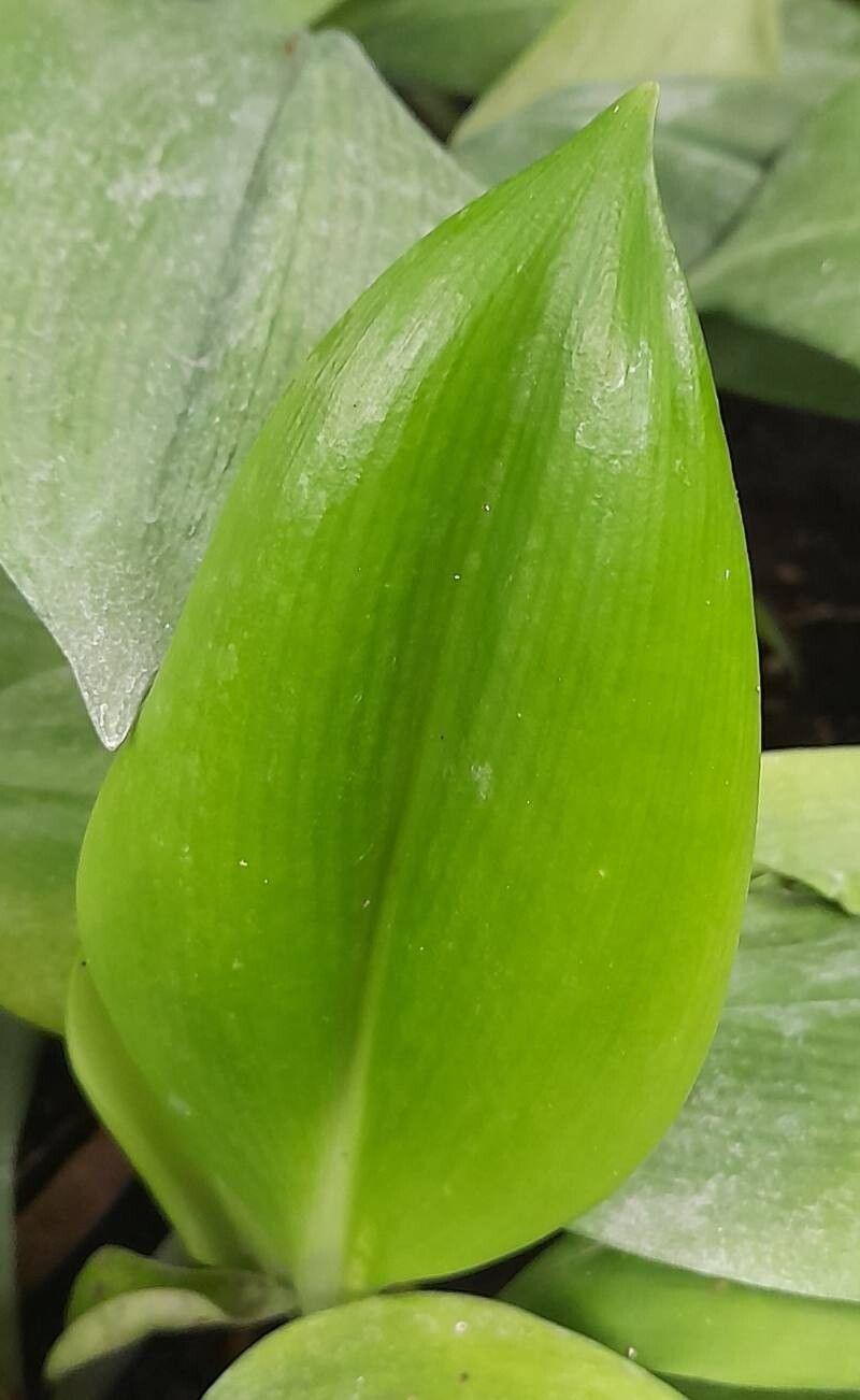 Urceolina subedentata — houseplant care guide