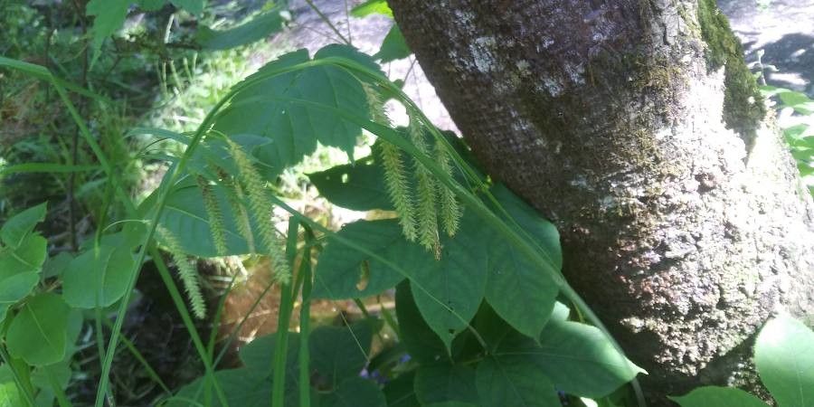 Carex crinita — search result for 'Cyperaceae'