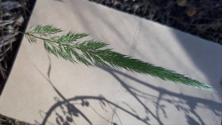 Gastridium ventricosum fruit