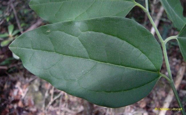 Celtis hypoleuca — search result for 'Celtis'