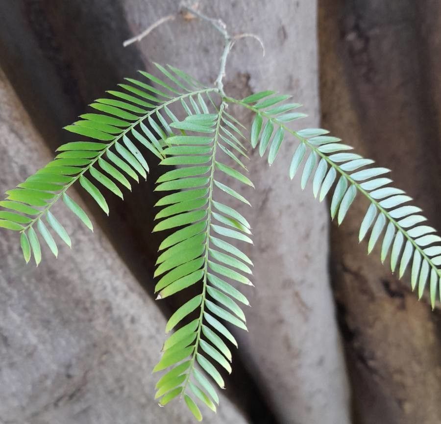 Holocalyx balansae leaf