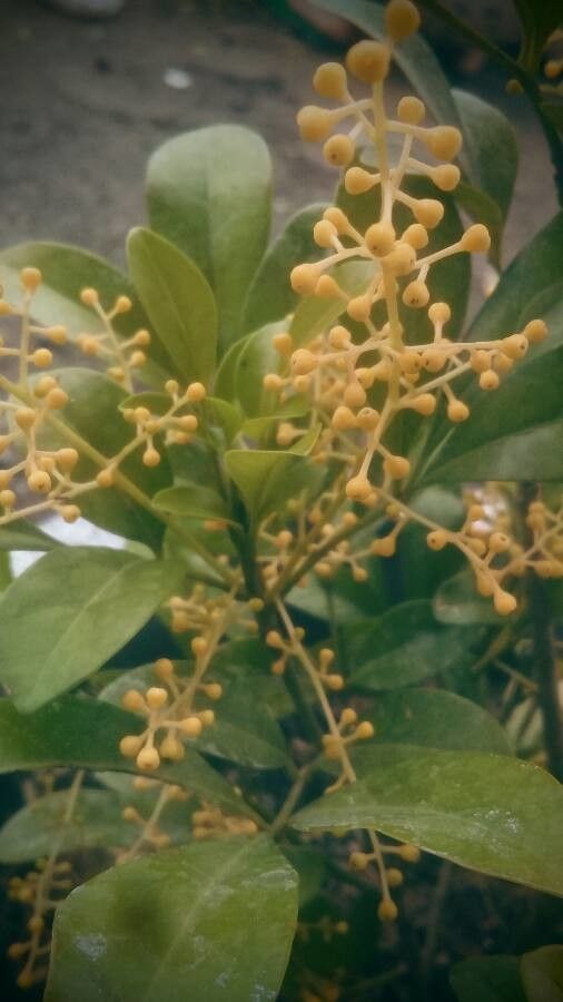 Aglaia odorata flower