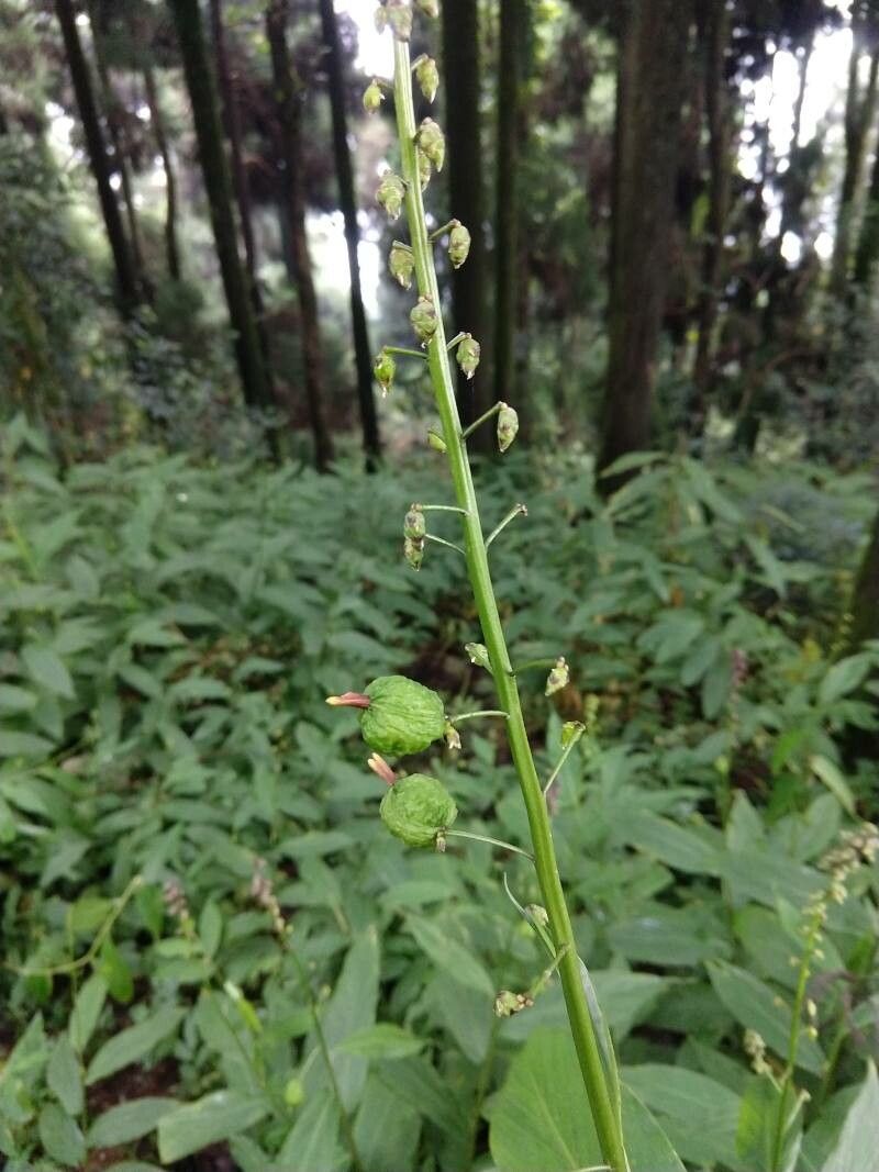 Globba racemosa fruit