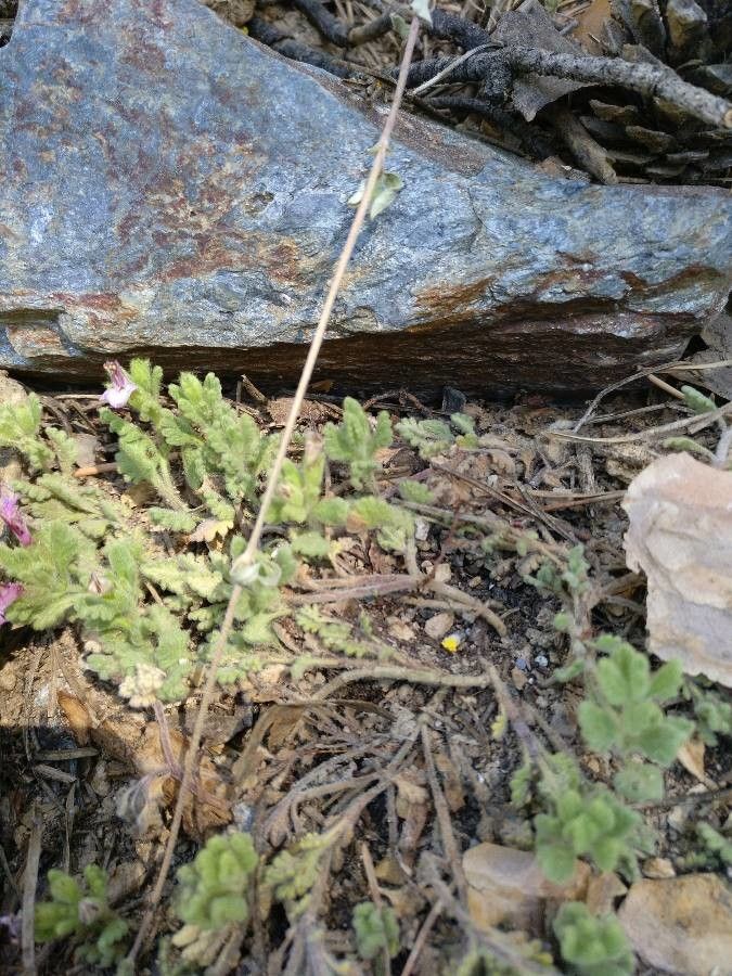 Teucrium rotundifolium habit