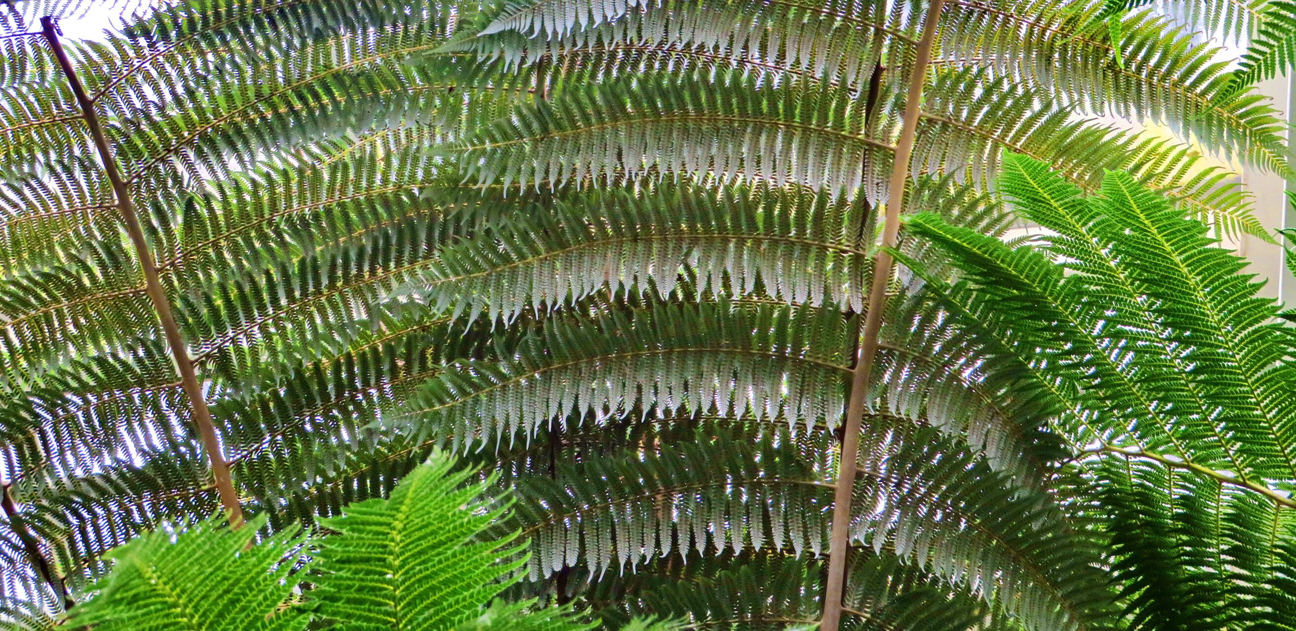 Alsophila tricolor — houseplant care guide