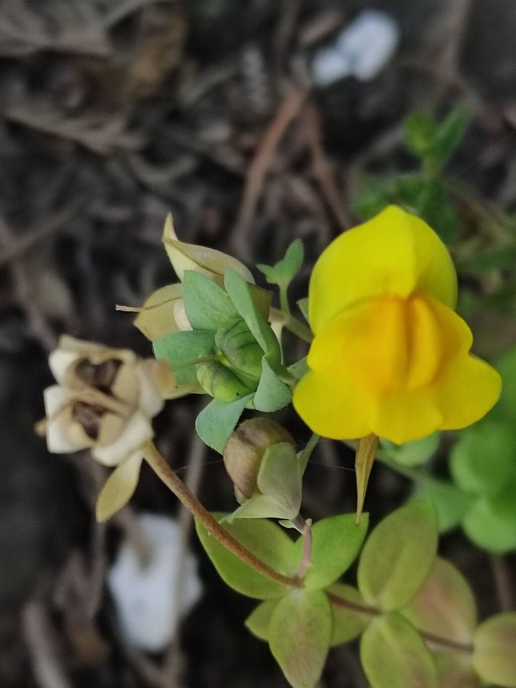 Linaria platycalyx flower