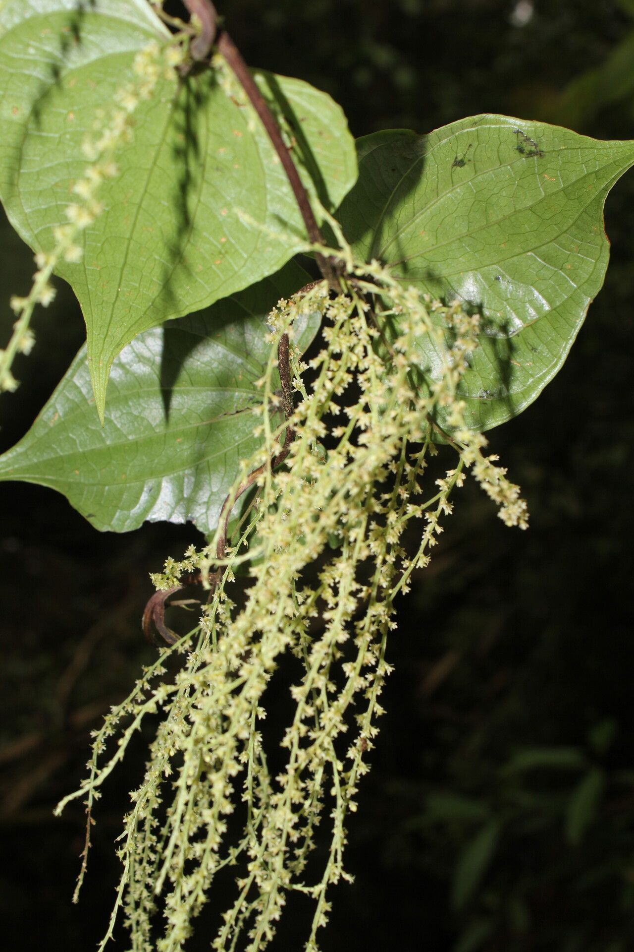 Dioscorea matagalpensis leaf