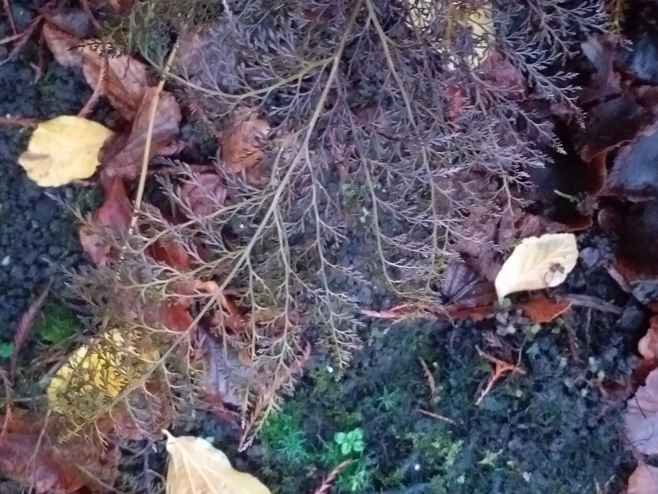 Onychium japonicum — houseplant care guide