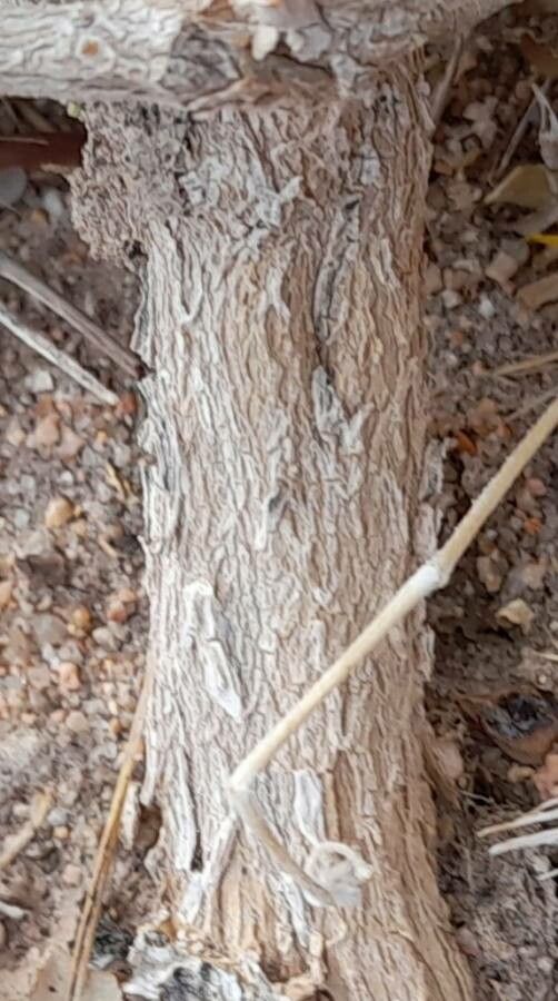 Atriplex undulata bark