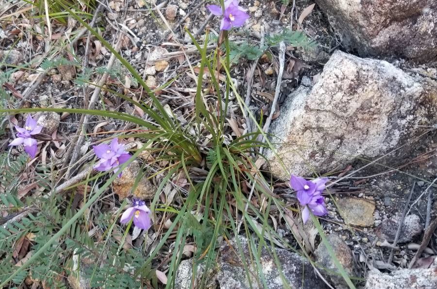 Patersonia sericea habit