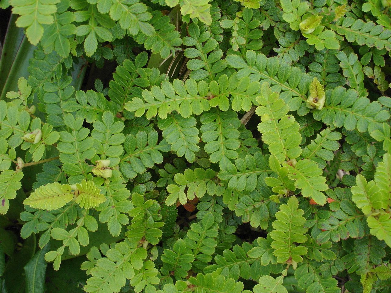 Weinmannia pinnata other