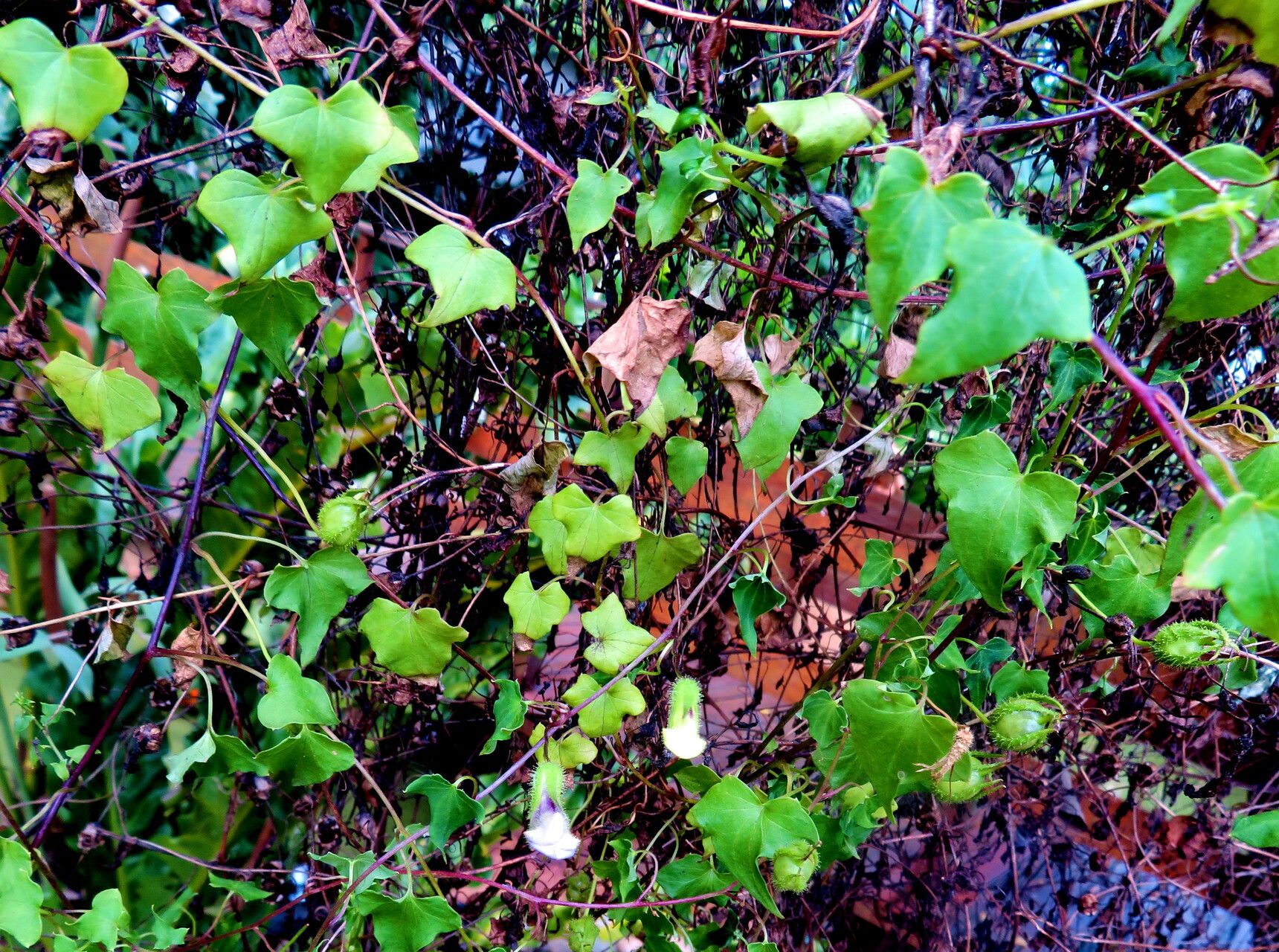 Maurandya scandens leaf