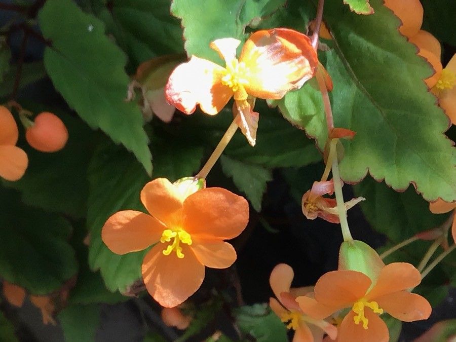 Begonia sutherlandii flower