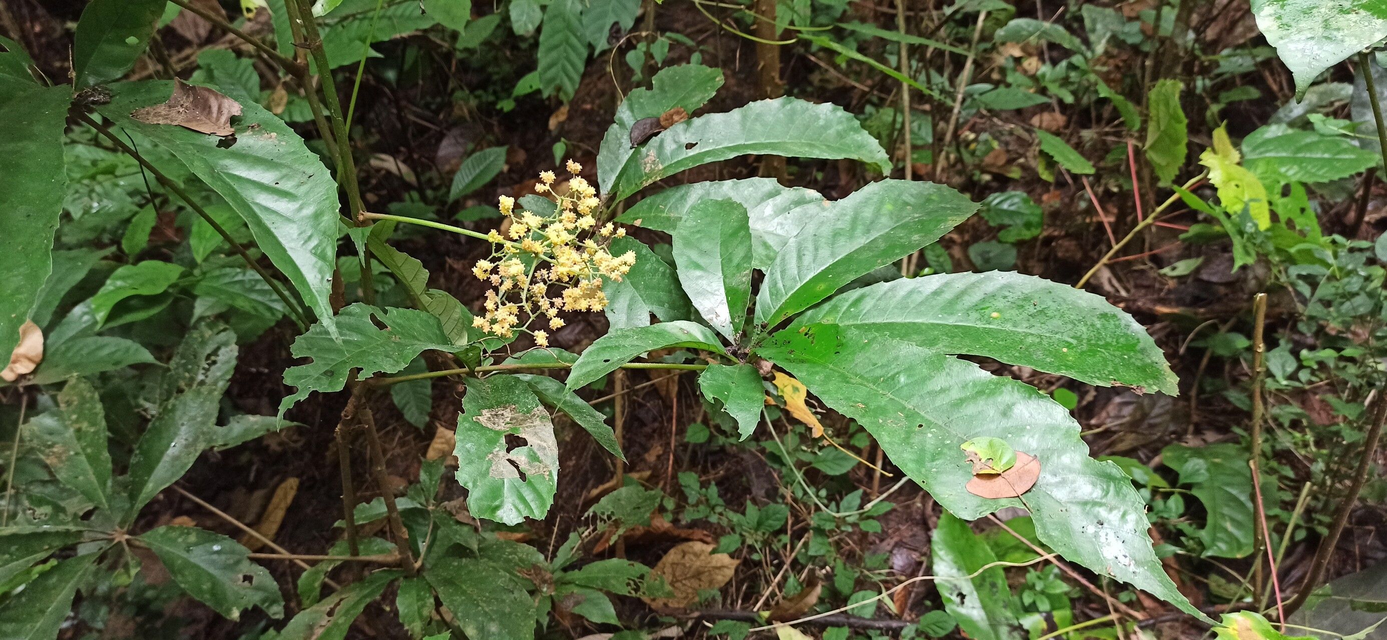 Myrianthus preussii — houseplant care guide