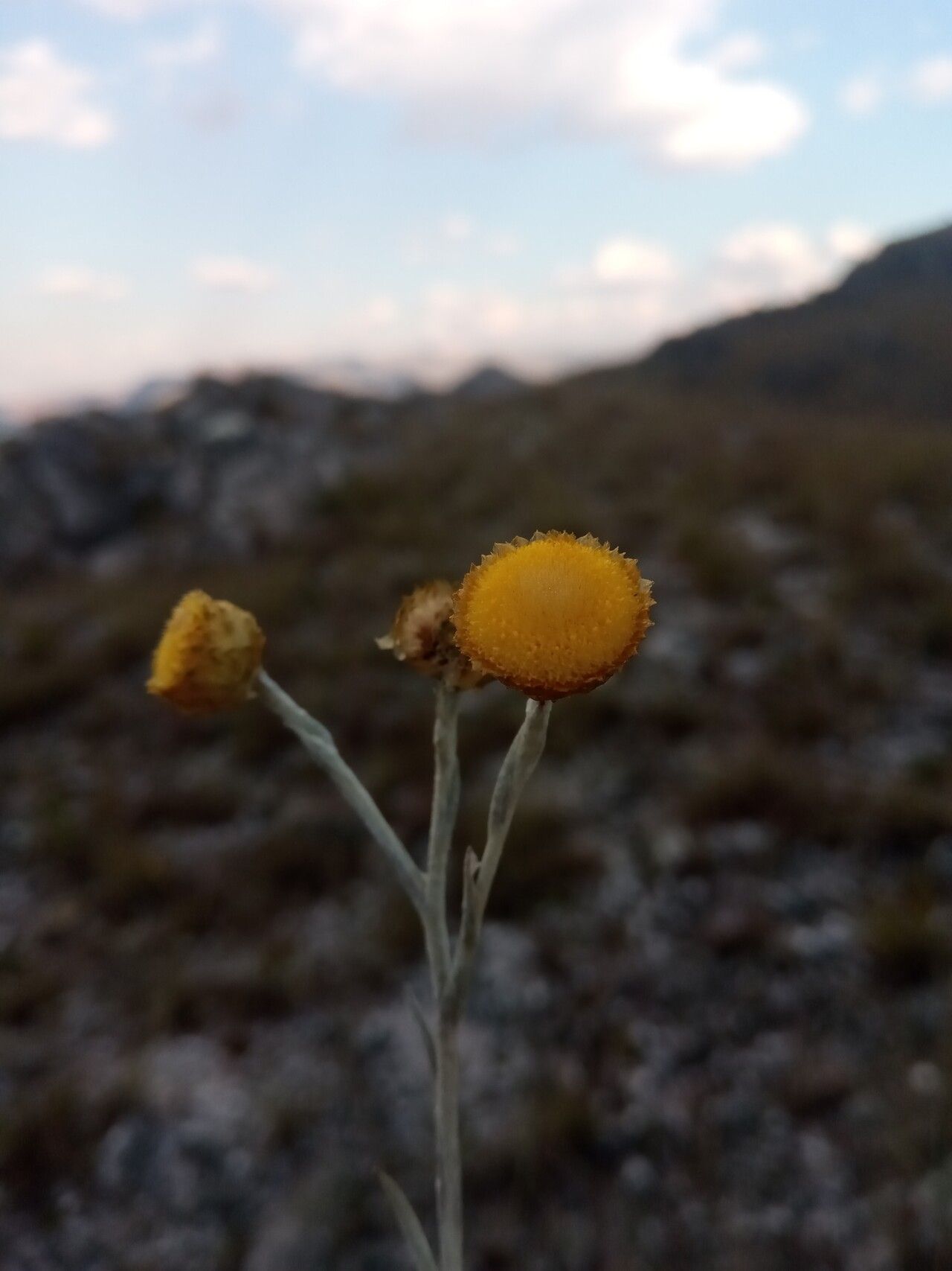 Helichrysum platycephalum — houseplant care guide