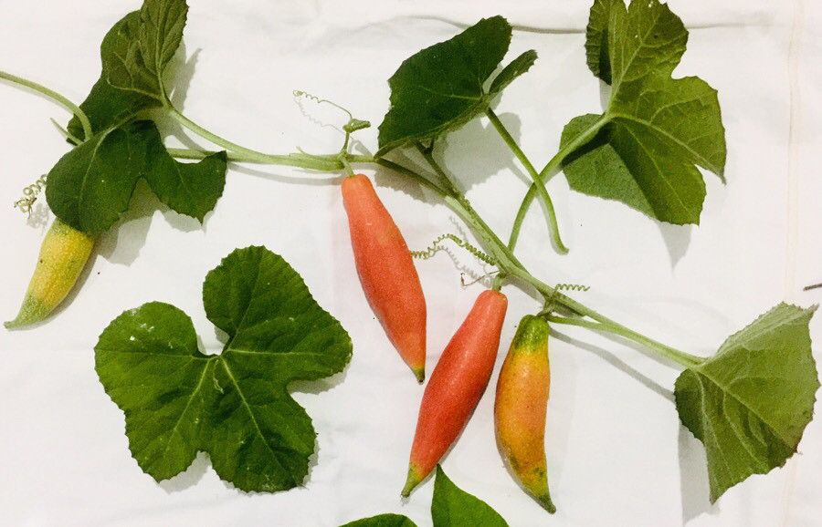 Kedrostis abdallae — related species from the same genus