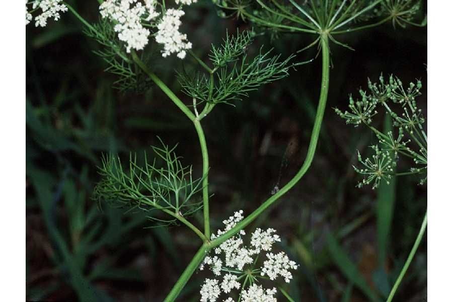 Ptilimnium nuttallii flower