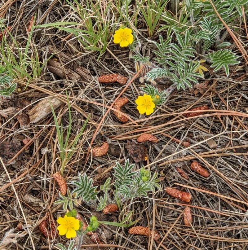 Potentilla concinna flower