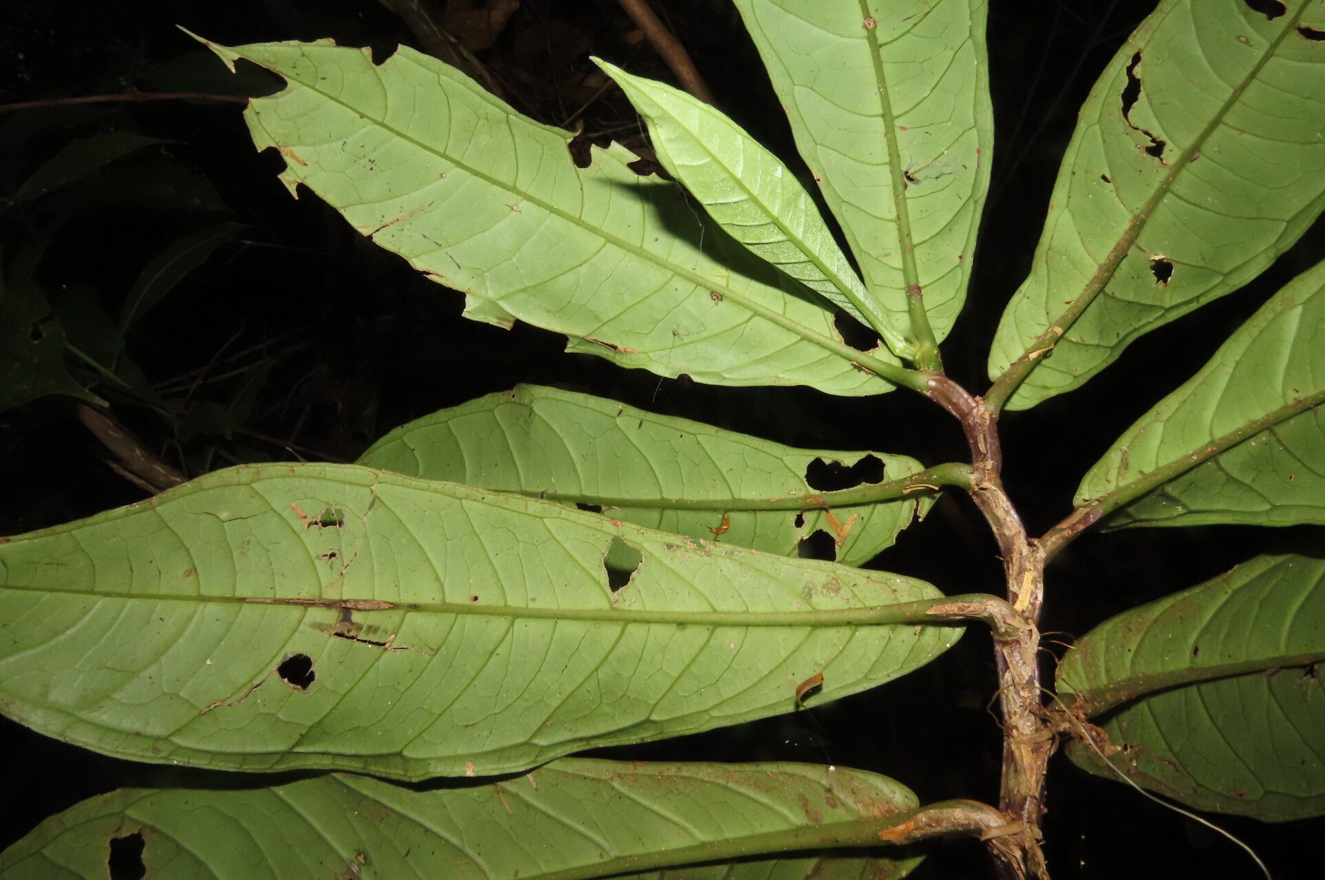 Drymonia submarginalis leaf