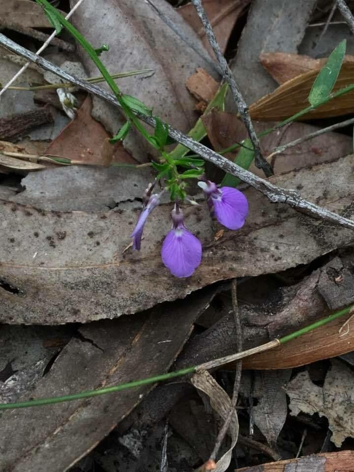 Hybanthus enneaspermus flower
