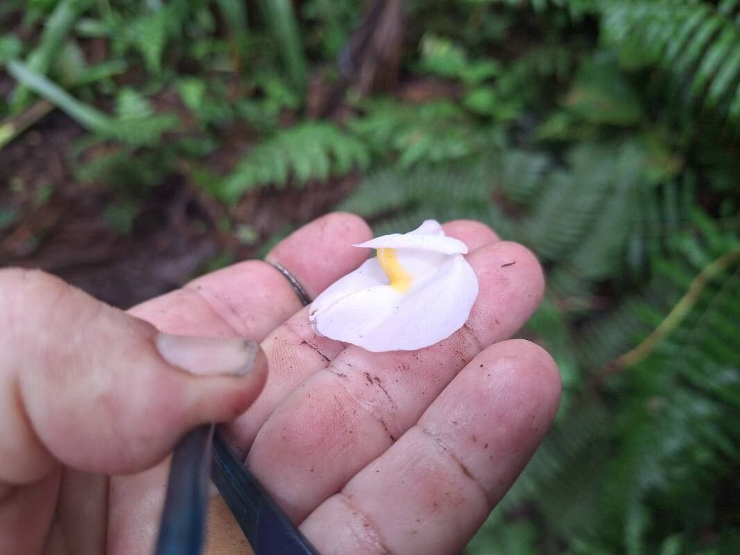 Utricularia praetermissa flower