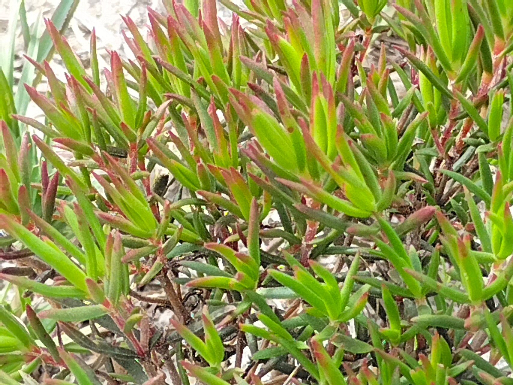 Lampranthus bicolor leaf