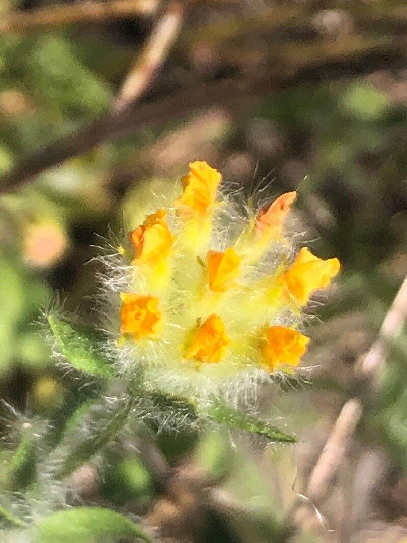 Anthyllis lotoides flower