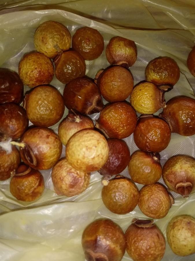 Sapindus saponaria fruit