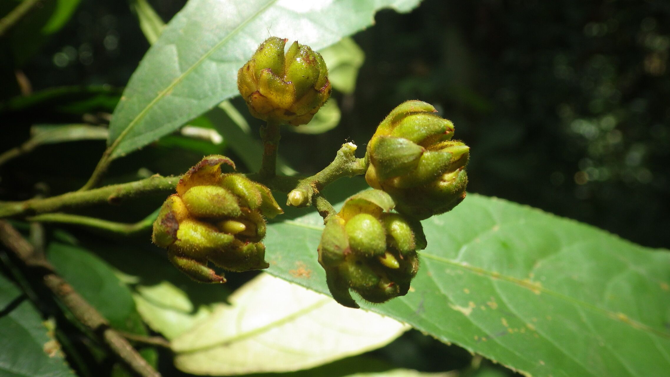 Rinorea longicuspis flower