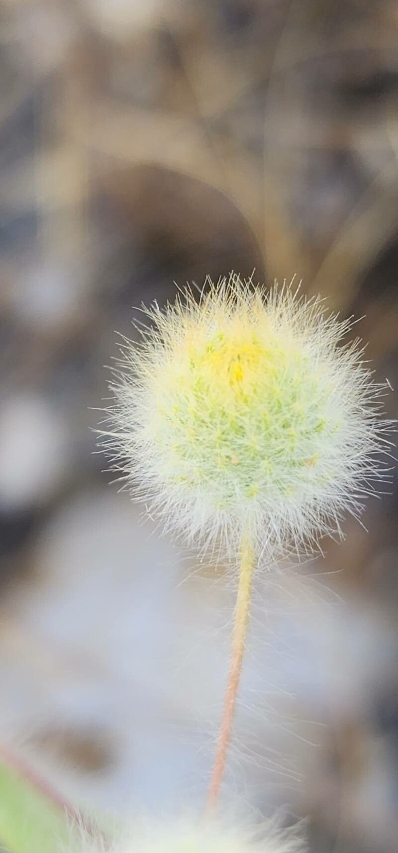 Pentanema divaricatum flower
