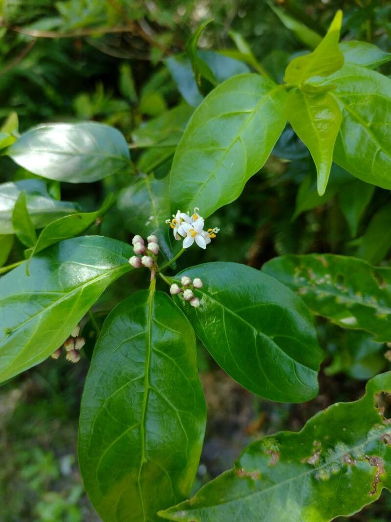 Gynochthodes jasminoides flower