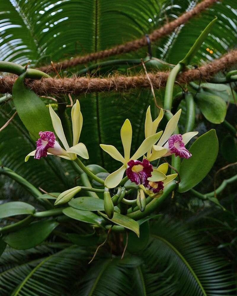 Vanilla imperialis flower