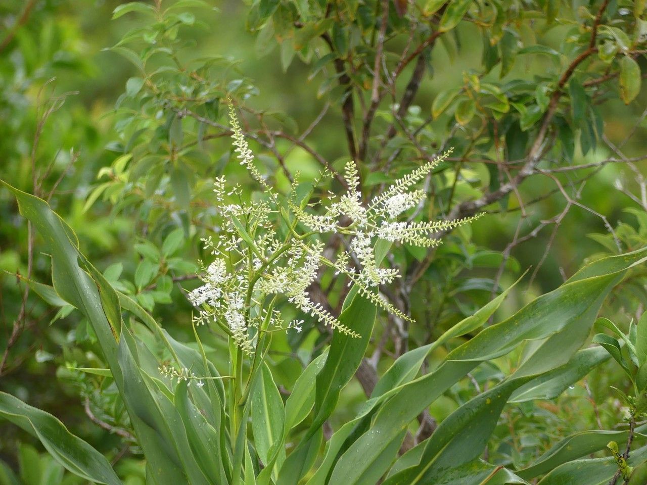 Cordyline mauritiana flower