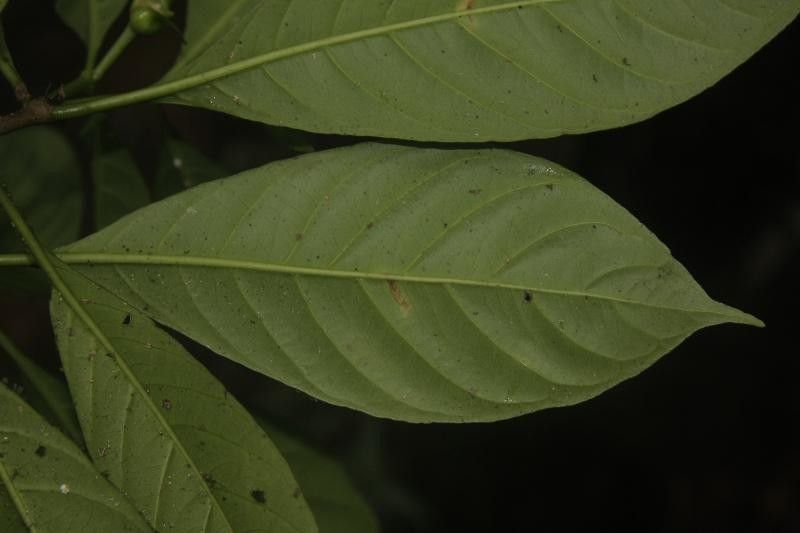 Carapichea guianensis — related species from the same genus