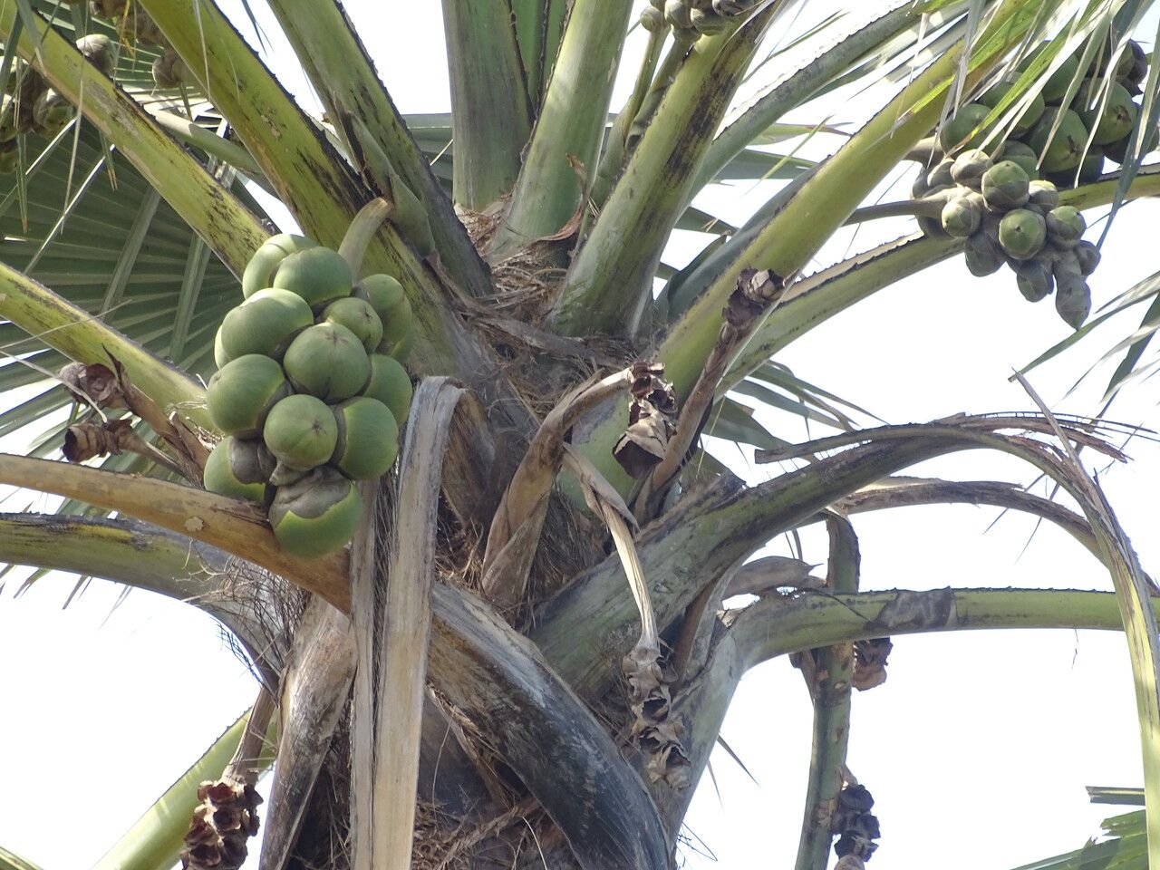 Borassus akeassii fruit