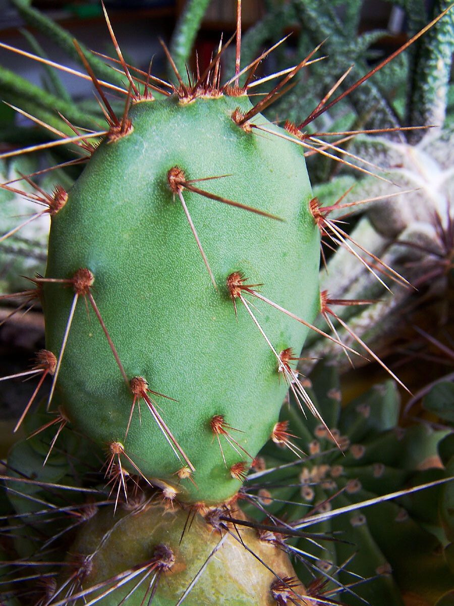 Opuntia oricola — search result for 'Cactaceae'