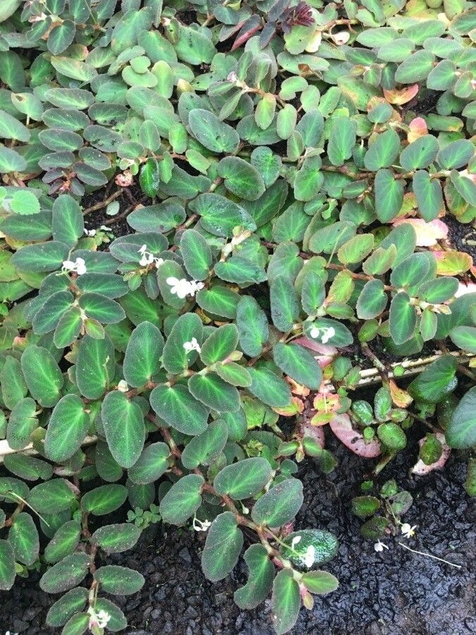 Begonia thelmae habit