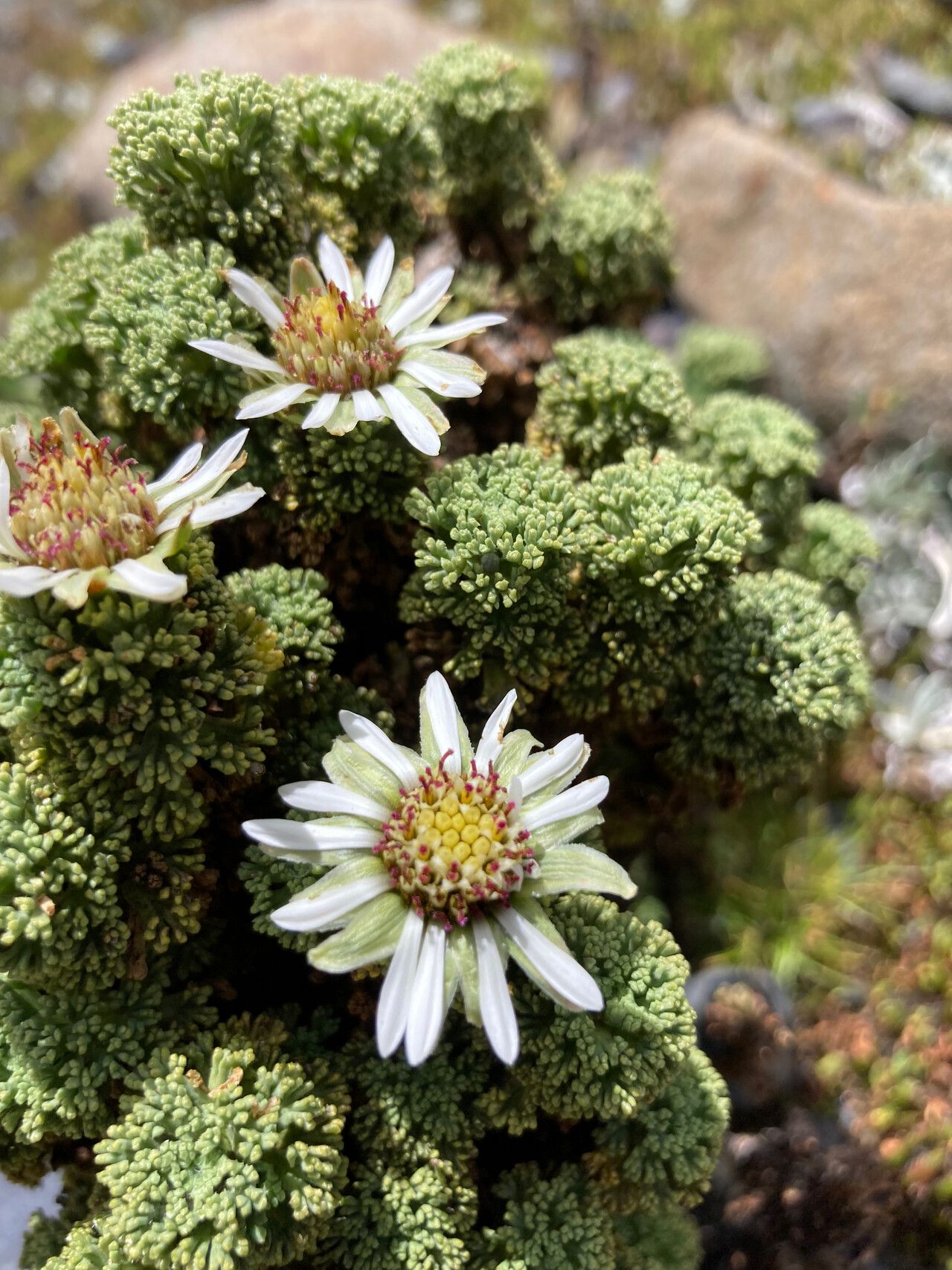 Werneria dactylophylla flower